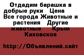 Отдадим барашка в добрые руки › Цена ­ 1 - Все города Животные и растения » Другие животные   . Крым,Каховское